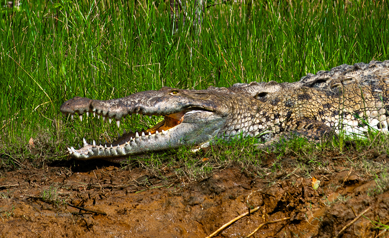 Caiman in its natural habitat, Osa Peninsula, Costa Rica