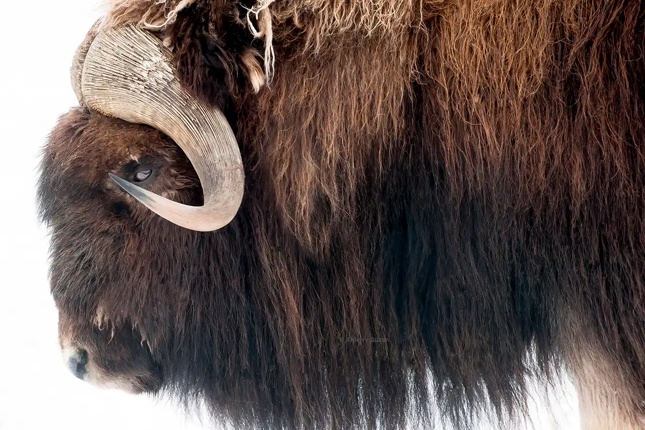Bœuf musqué dans la toundra arctique du Groenland, herbivore emblématique adapté aux conditions extrêmes de l'Arctique