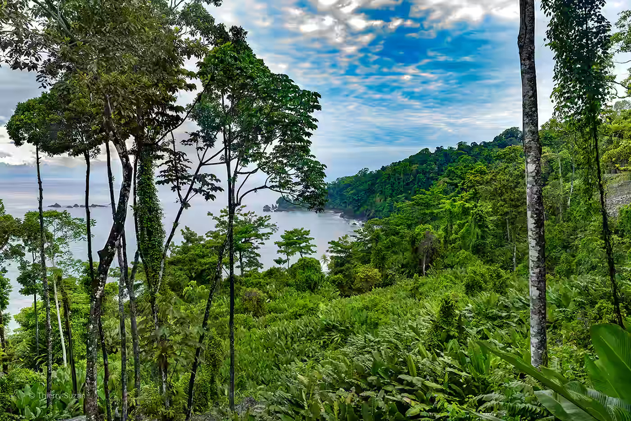 Dense tropical forest in Corcovado National Park, Costa Rica