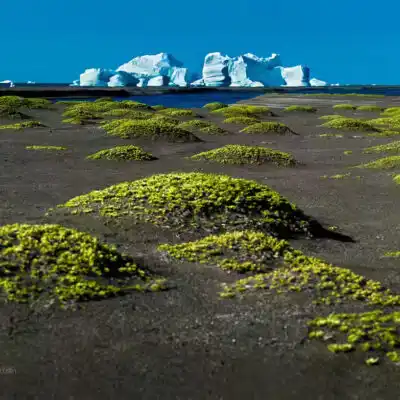 Arctic landscape in the Svartenhuk Peninsula, Greenland, with arctic lichens in the foreground and icebergs in the distance