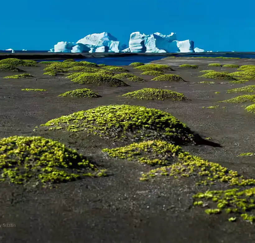 Arctic landscape in the Svartenhuk Peninsula, Greenland, with arctic lichens in the foreground and icebergs in the distance