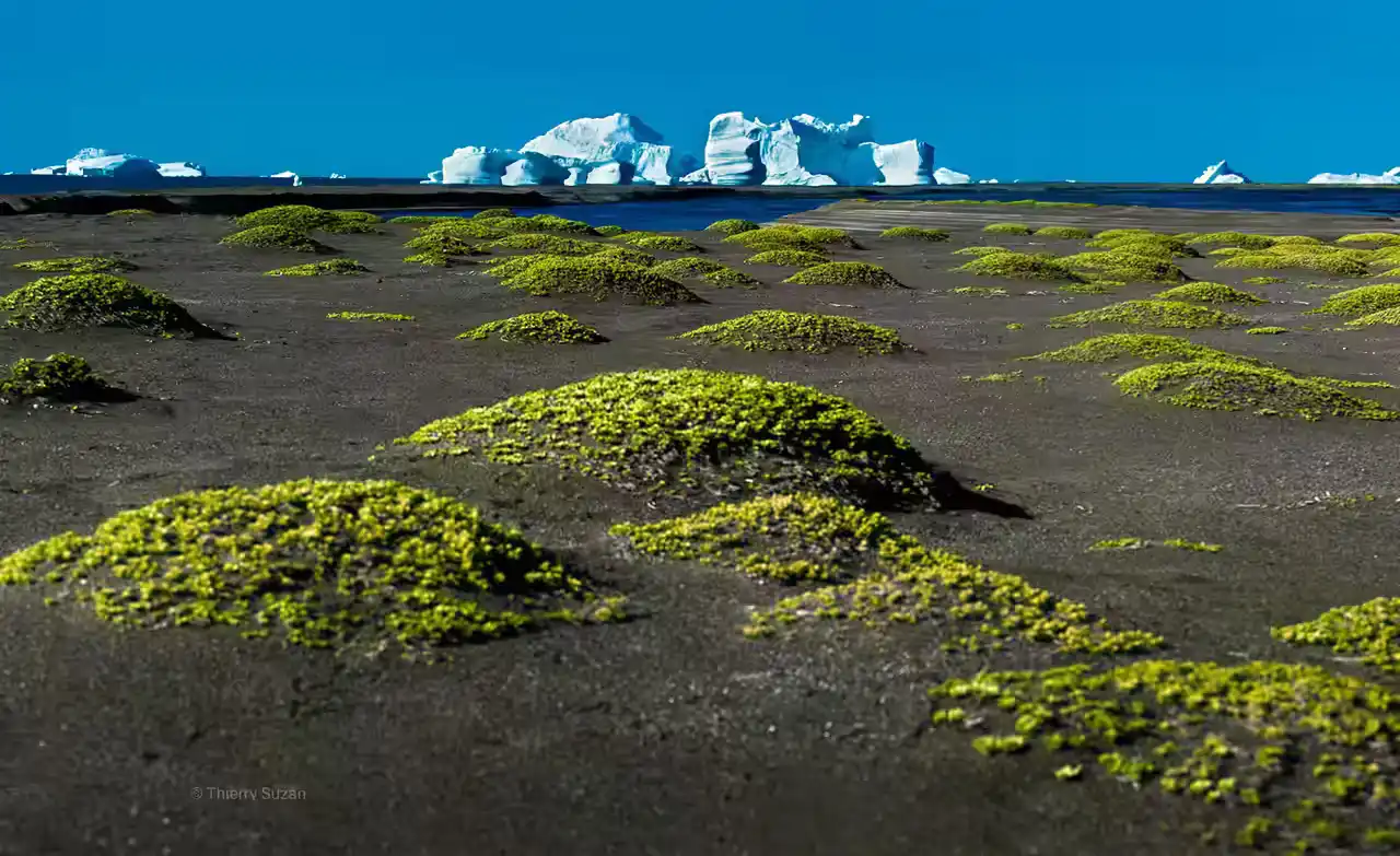Arctic landscape in the Svartenhuk Peninsula, Greenland, with arctic lichens in the foreground and icebergs in the distance