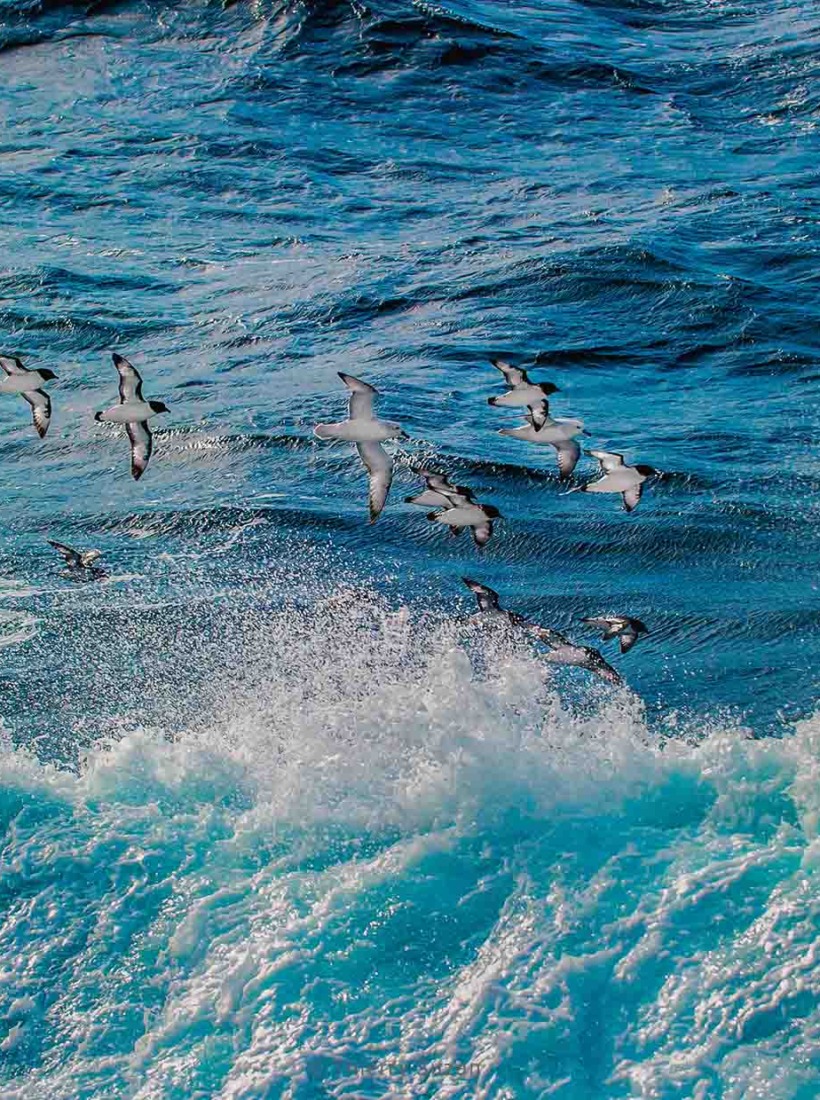 Seabirds flying over ocean waves in the Drake Passage