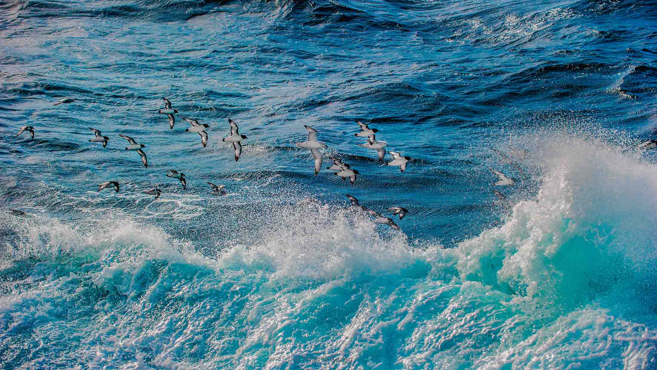 Oiseaux marins survolant les vagues de l'océan dans le passage de Drake