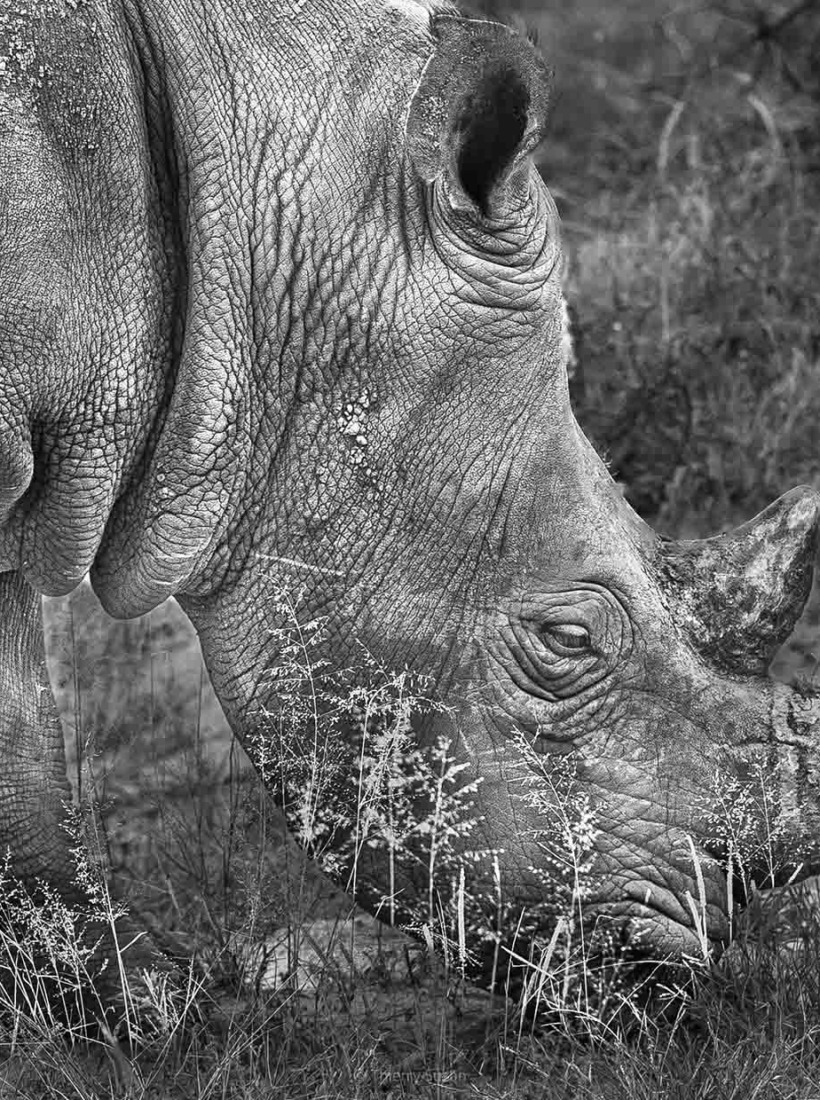 White rhino in the Okavango Delta, Botswana