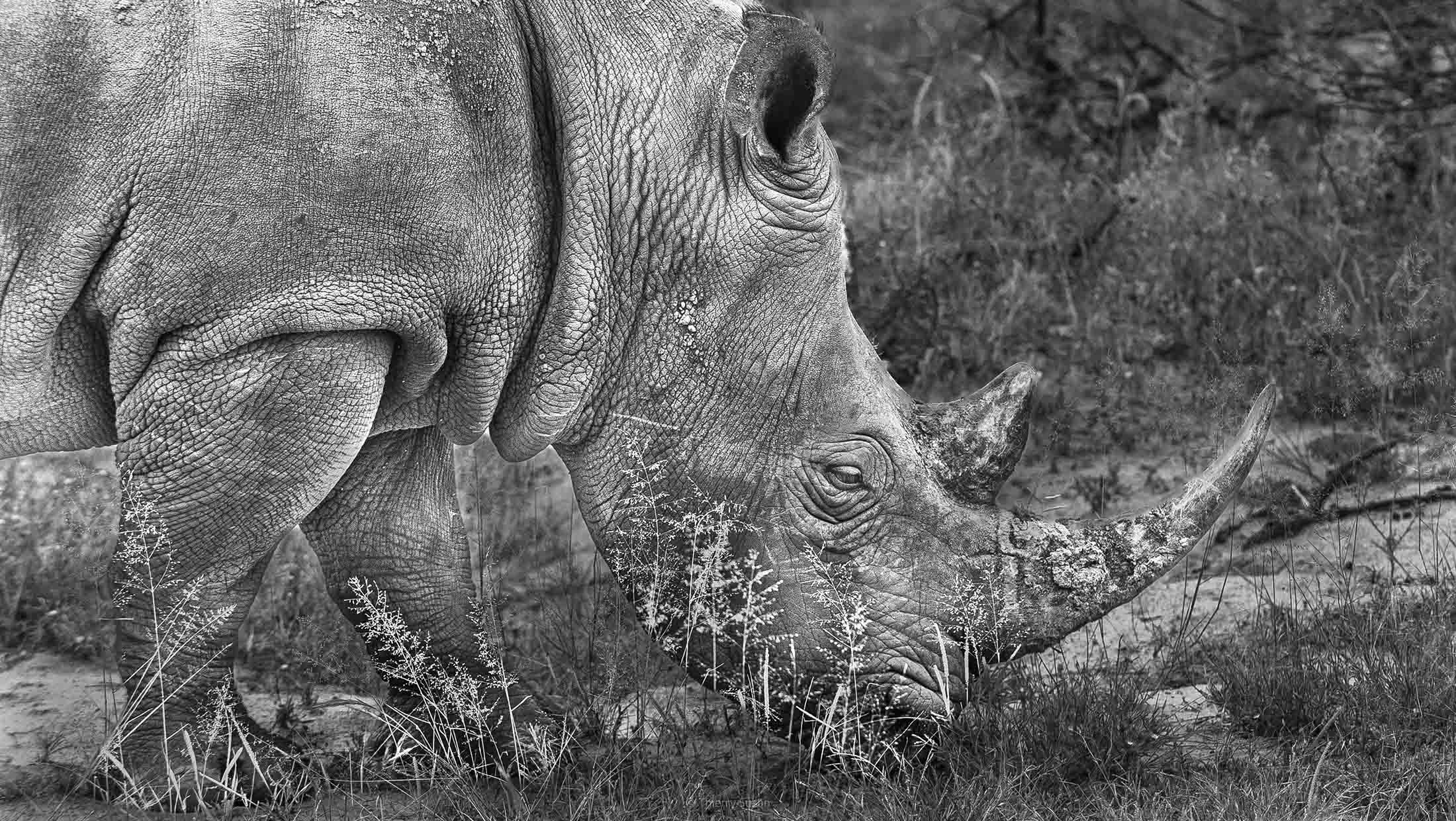 Rhinocéros blanc dans le delta de l'Okavango au Botswana