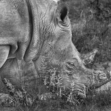 White rhino in the Okavango Delta, Botswana