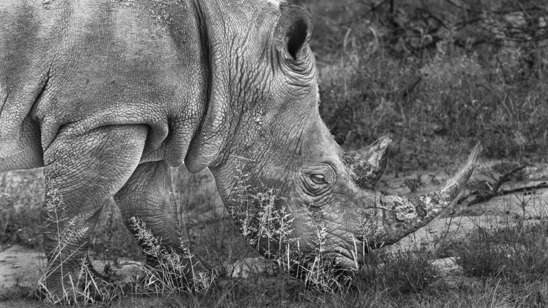 White rhino in the Okavango Delta, Botswana