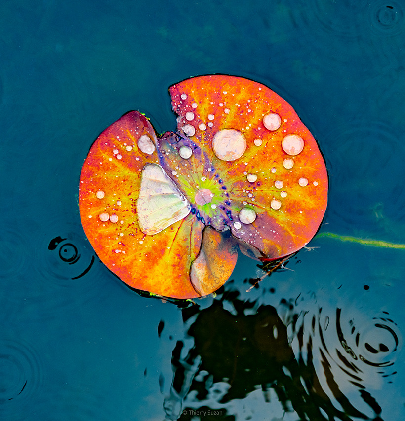Waterdrops on a Leaf