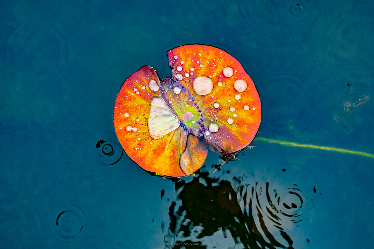 Waterdrops on a Leaf