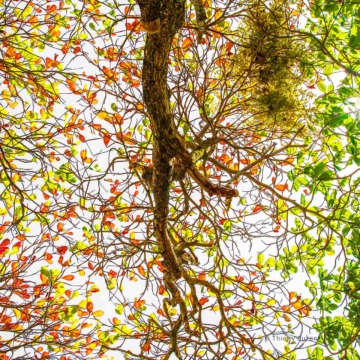 Tangle of mangrove roots along the Maroni River in French Guiana.
