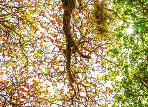 Racines enchevêtrées des palétuviers d'une mangrove le long du fleuve Maroni en Guyane.