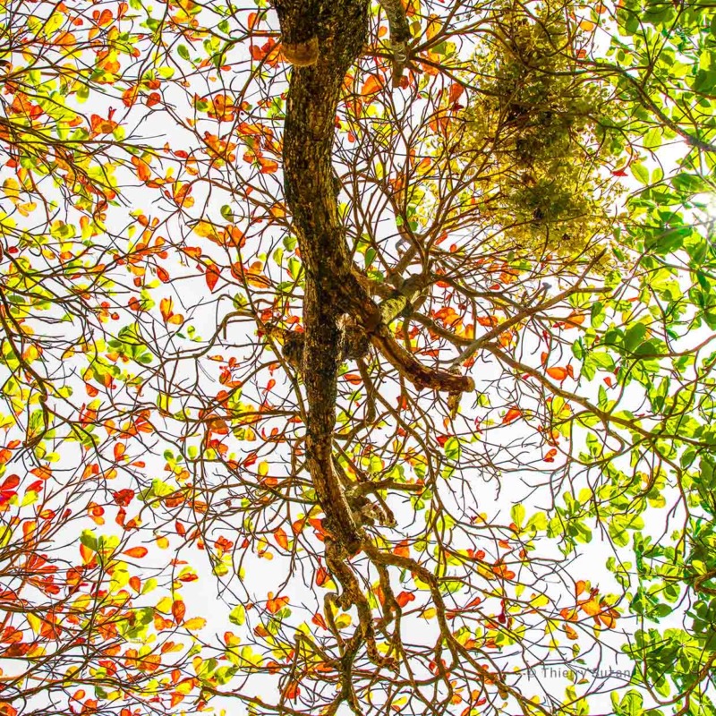 Racines enchevêtrées des palétuviers d'une mangrove le long du fleuve Maroni en Guyane.