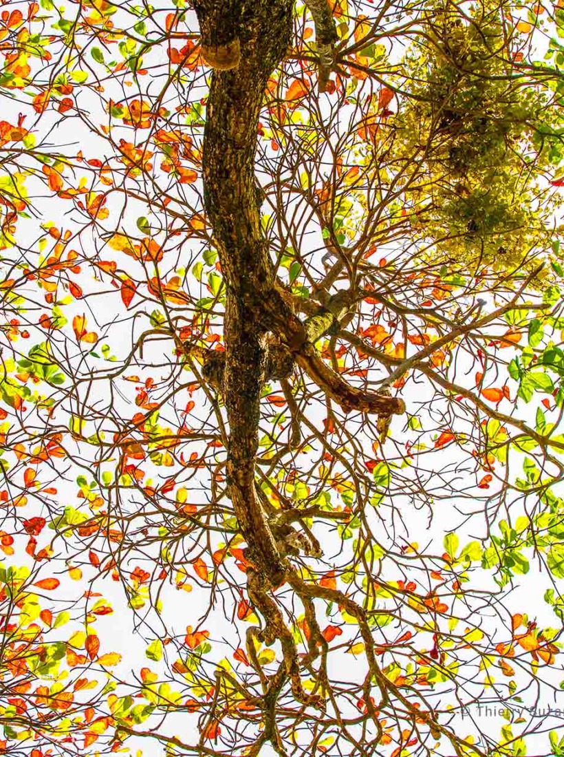 Tangle of mangrove roots along the Maroni River in French Guiana.