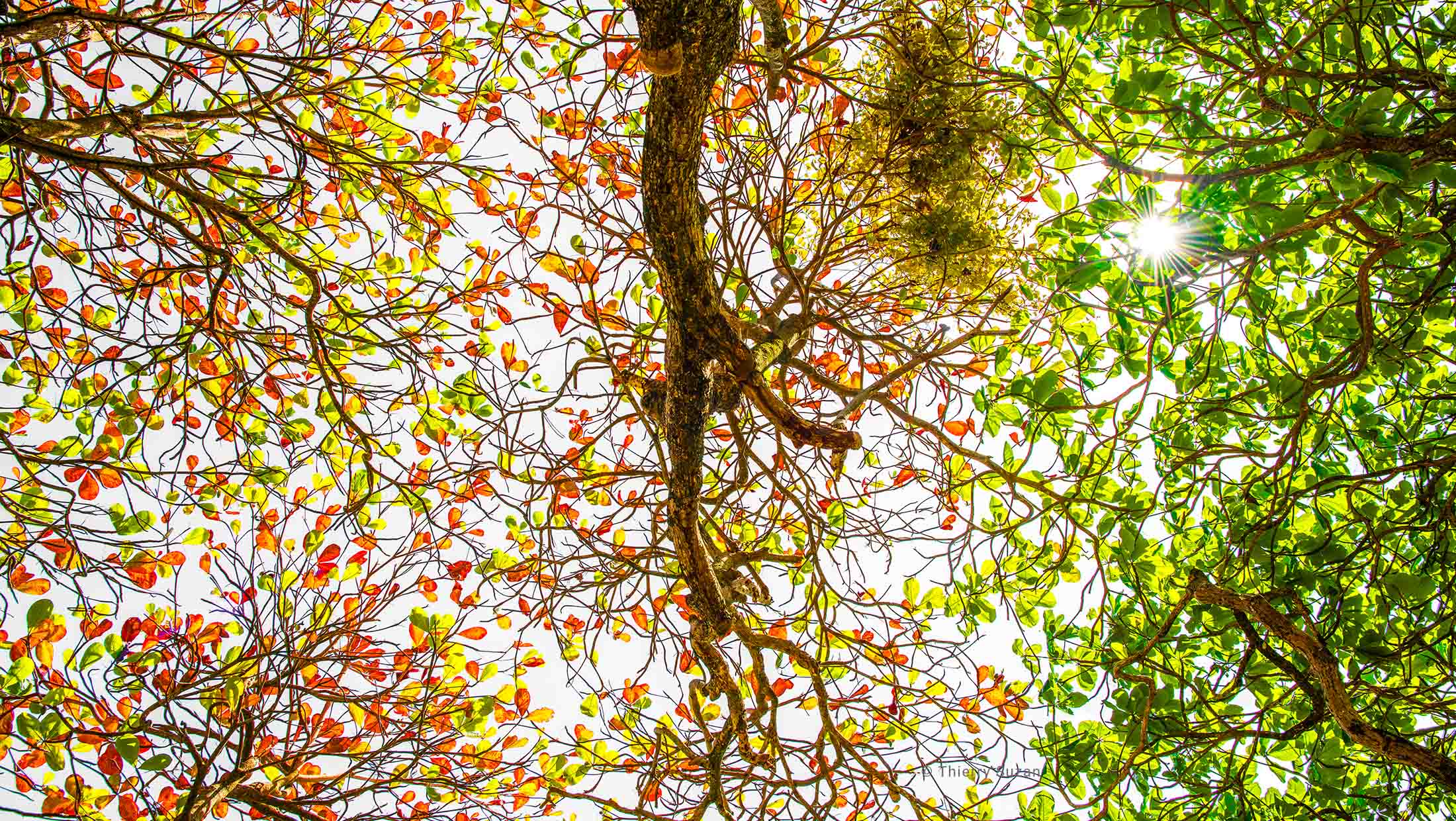 Tangle of mangrove roots along the Maroni River in French Guiana.