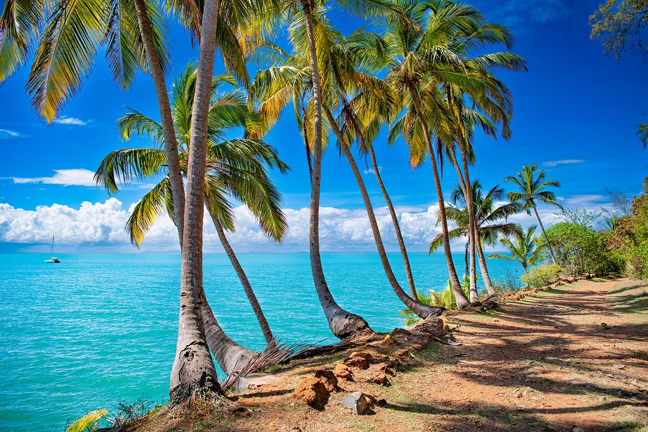 Row of tall palm trees standing on the Salvation Islands, French Guiana, in a light-drenched tropical landscape