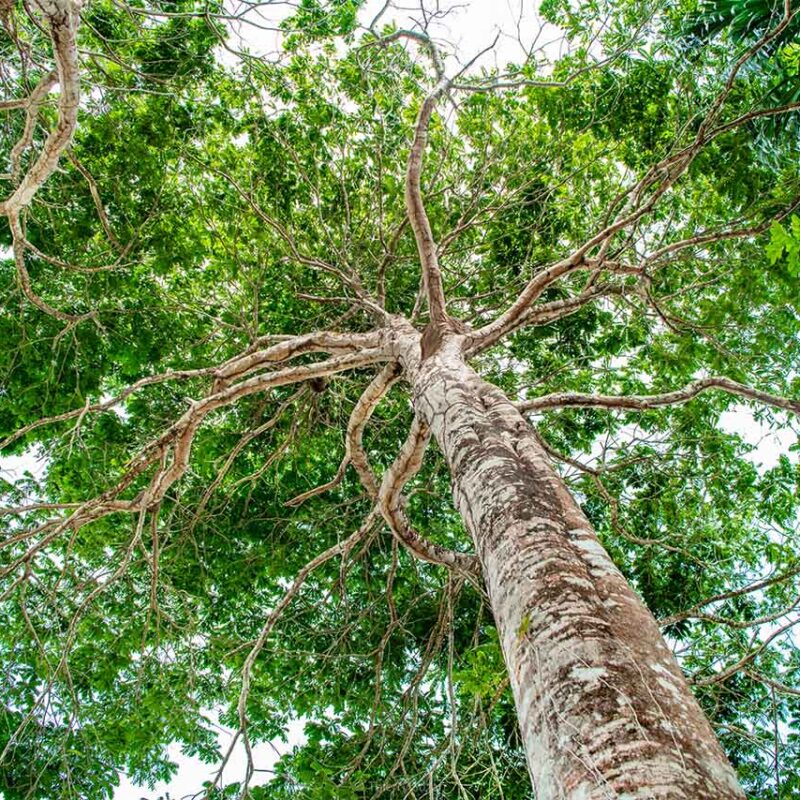 Vue panoramique de la canopée verdoyante de la forêt amazonienne en Guyane française, avec une mer de verdure sous un ciel tropical