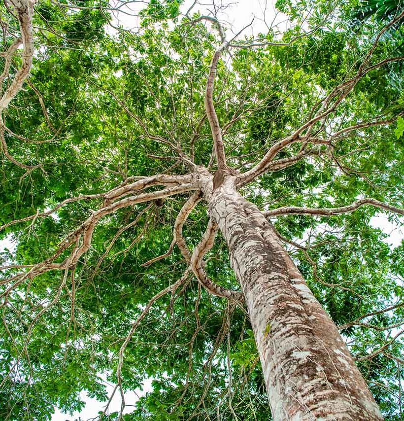 Vue panoramique de la canopée verdoyante de la forêt amazonienne en Guyane française, avec une mer de verdure sous un ciel tropical