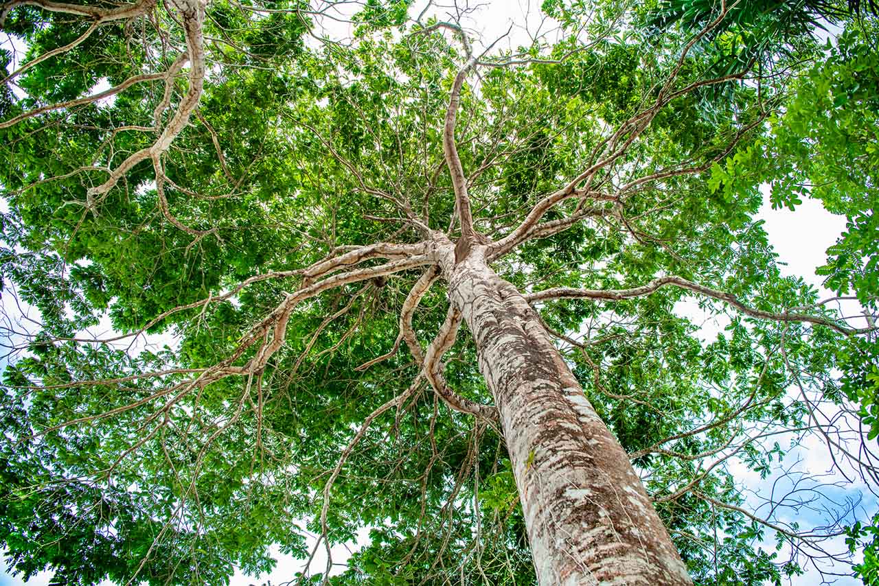 Panoramic view of the lush green canopy of the Amazon rainforest in French Guiana, stretching beneath a tropical sky